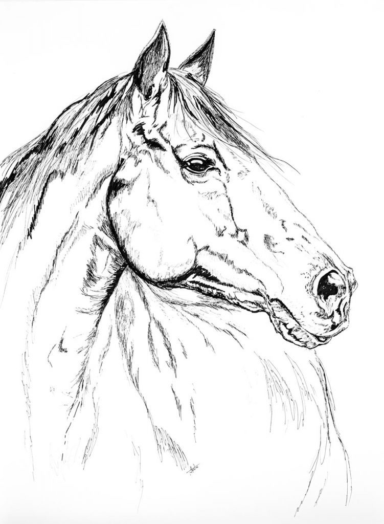 Jacqui Austin Horse Sketch
