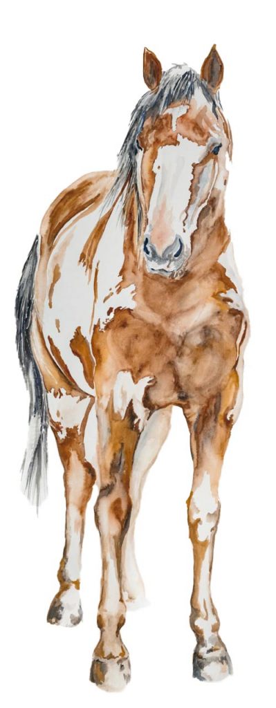 Jacqui Austin Paint Horse